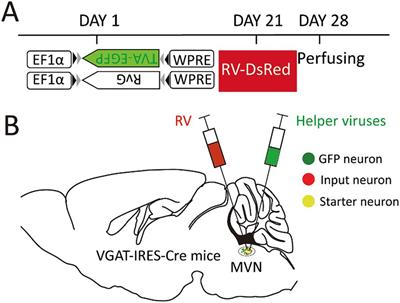 Commissural and monosynaptic inputs to medial vestibular nucleus GABAergic neurons in mice